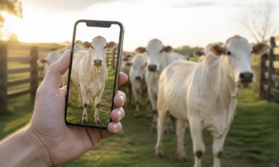 Balança no Celular: Pese seu Gado Grátis