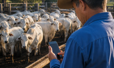 App Grátis para Pesar Gado no Celular