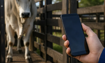 Pesar Gado e Animais pelo Celular