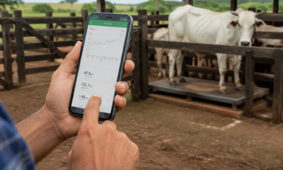 Como Pesar Gado com Celular – Guia Prático
