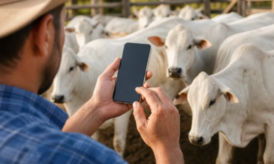 Aplicativo para Gado: Calcule Peso Vivo e Arrobas