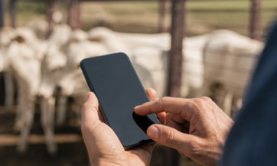 Balança de Gado no Seu Celular: Conheça Esse Aplicativo!