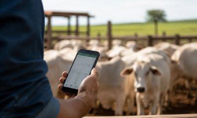 Como Escolher o Melhor App de Balança de Gado!